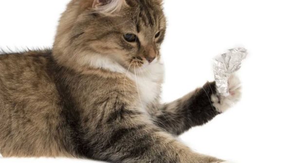 Will aluminum foil keep cats off the counter?