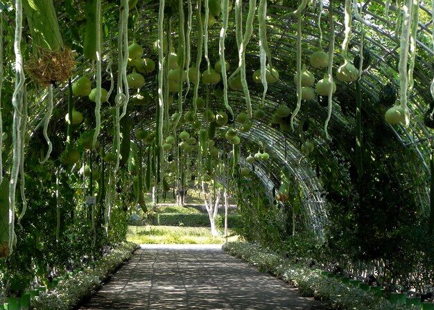 How do you make a garden arch for vegetables