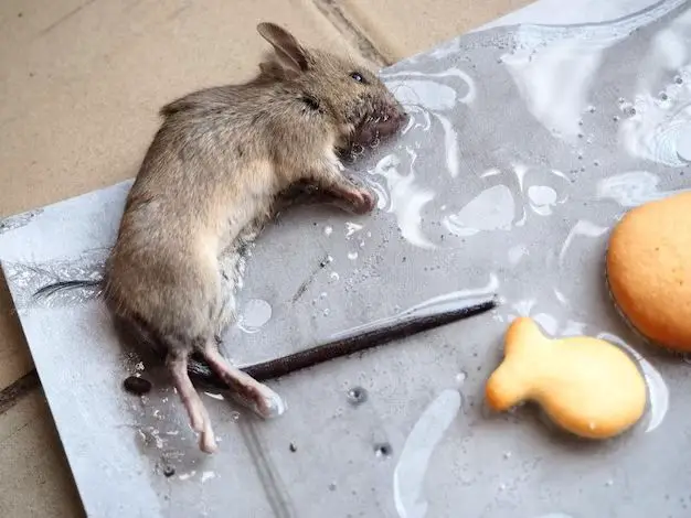 Can mice get off of glue traps