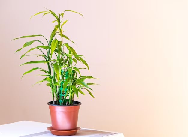 How deep should a bamboo planter be