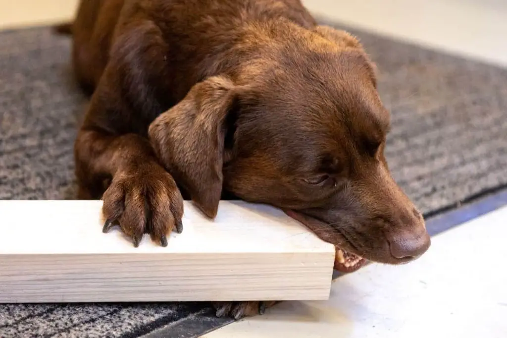 Why does my dog keep chewing baseboards