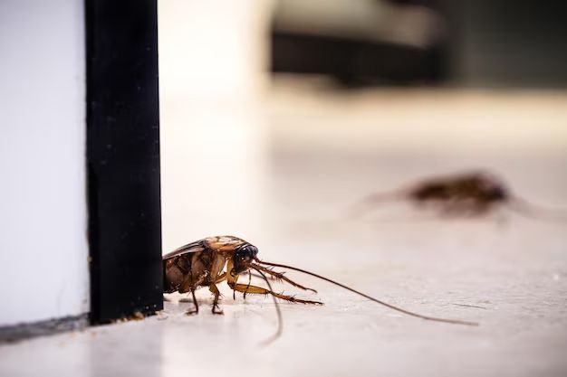 What gets rid of American cockroaches