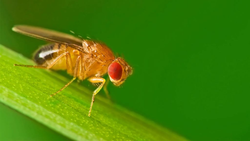 What do fruit flies hate the most