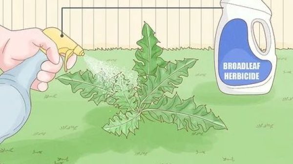 How do I get rid of Canadian thistle in my yard?