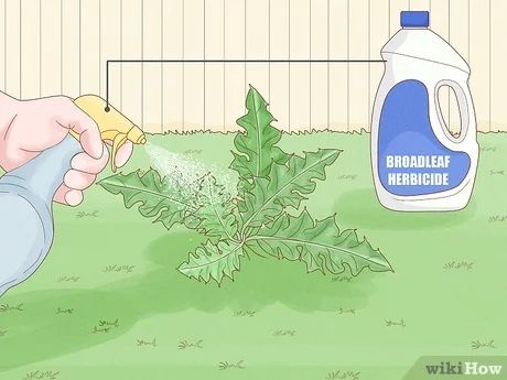 How do I get rid of Canadian thistle in my yard