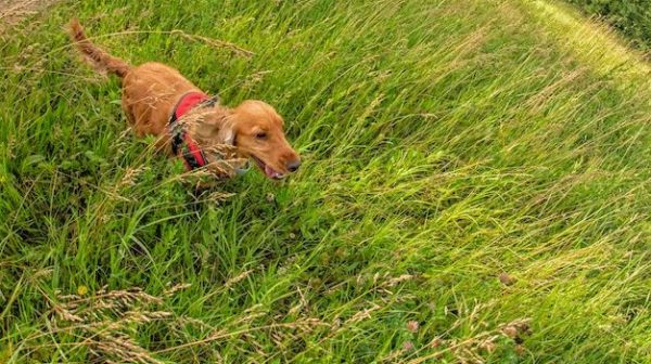 What deters dogs from peeing on grass?