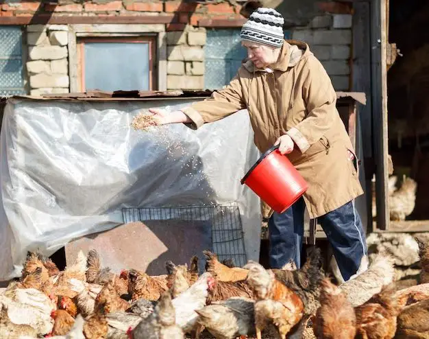 How do you feed chickens without waste