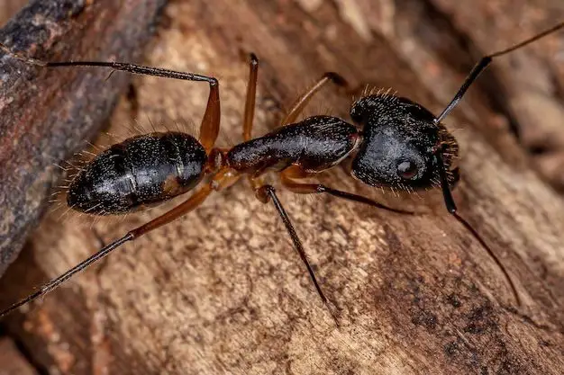 What are the black ants with stripes on their abdomen