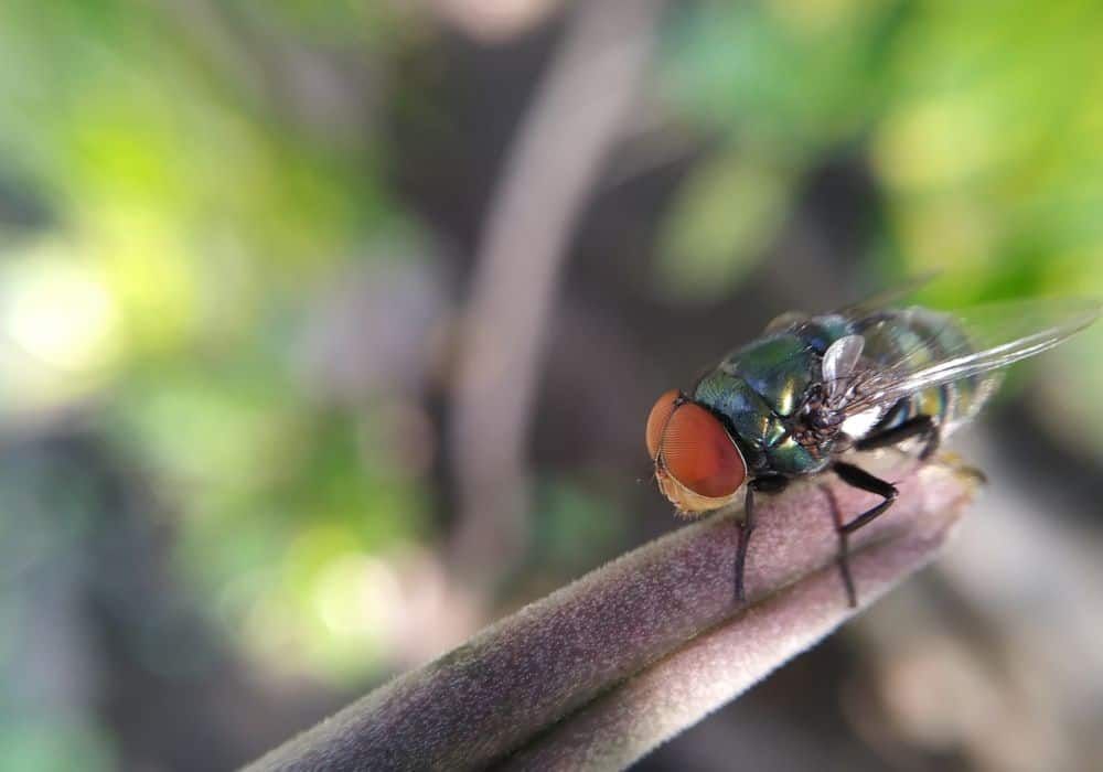 What smells do fruit flies hate