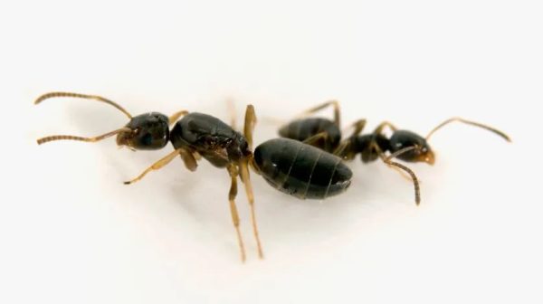 What are the ants that smell bad when killed?