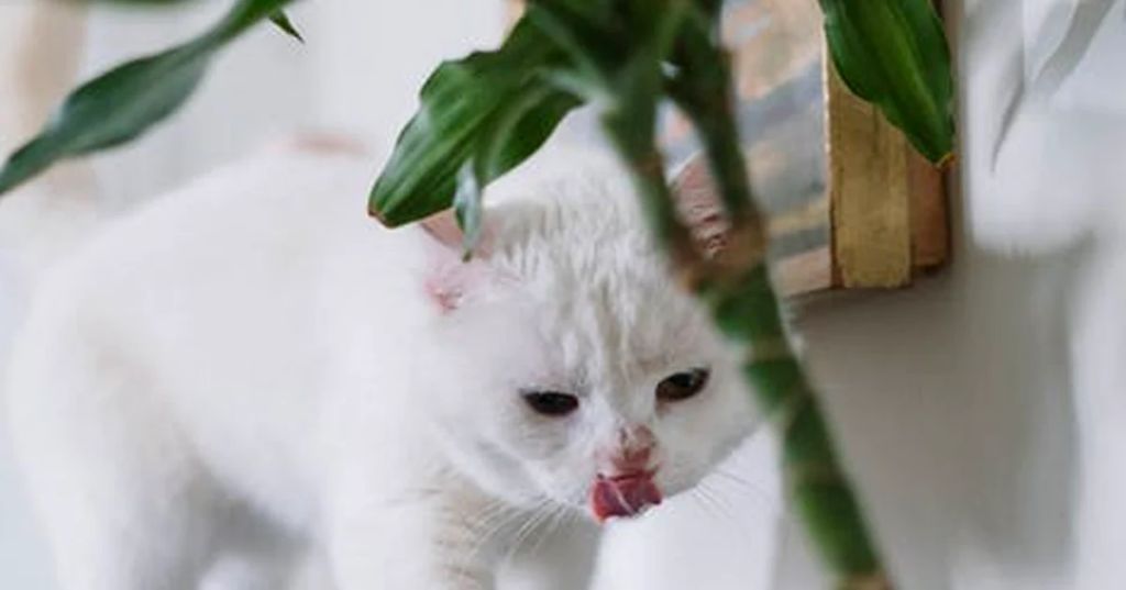 How do I stop my cats from digging in my plants