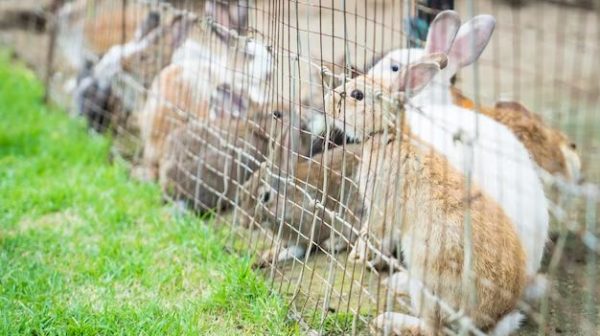 Will chicken wire fence keep rabbits out?