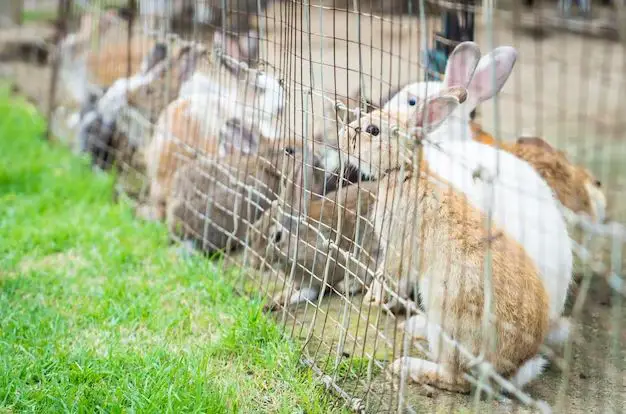 Will chicken wire fence keep rabbits out