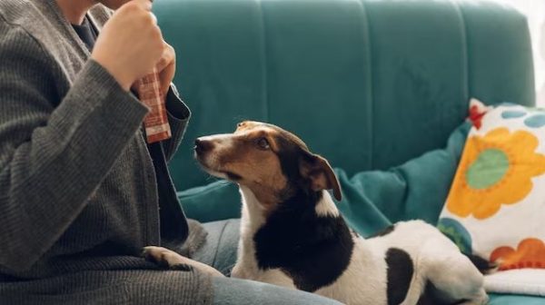 What gets dog smell out of sofa?