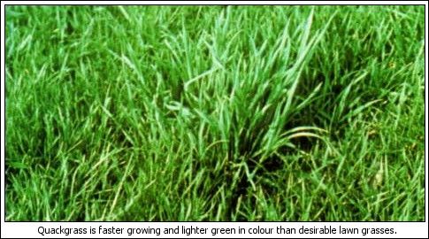 How do I control quackgrass in my lawn