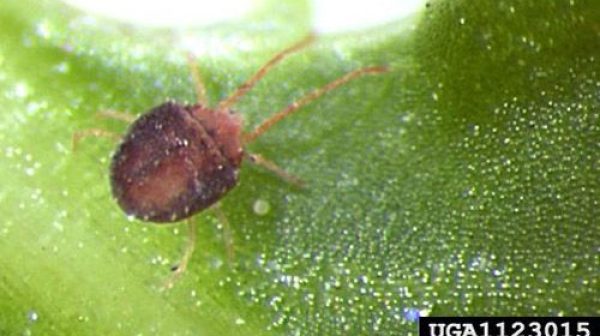 Do clover mites make you itch?