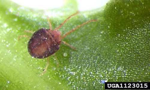 Do clover mites make you itch