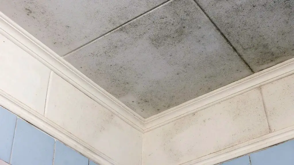 does-white-vinegar-kill-mold-on-bathroom-ceiling-the-life-elevation