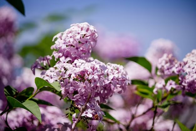 Is there such a thing as a lilac tree