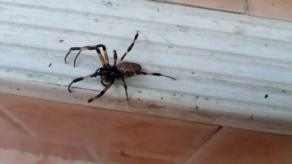 How do I kill spiders in my basement?