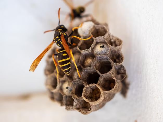 Do wasps stay in nest over winter