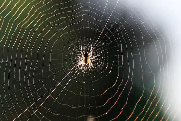 Where would a spider hide in my car