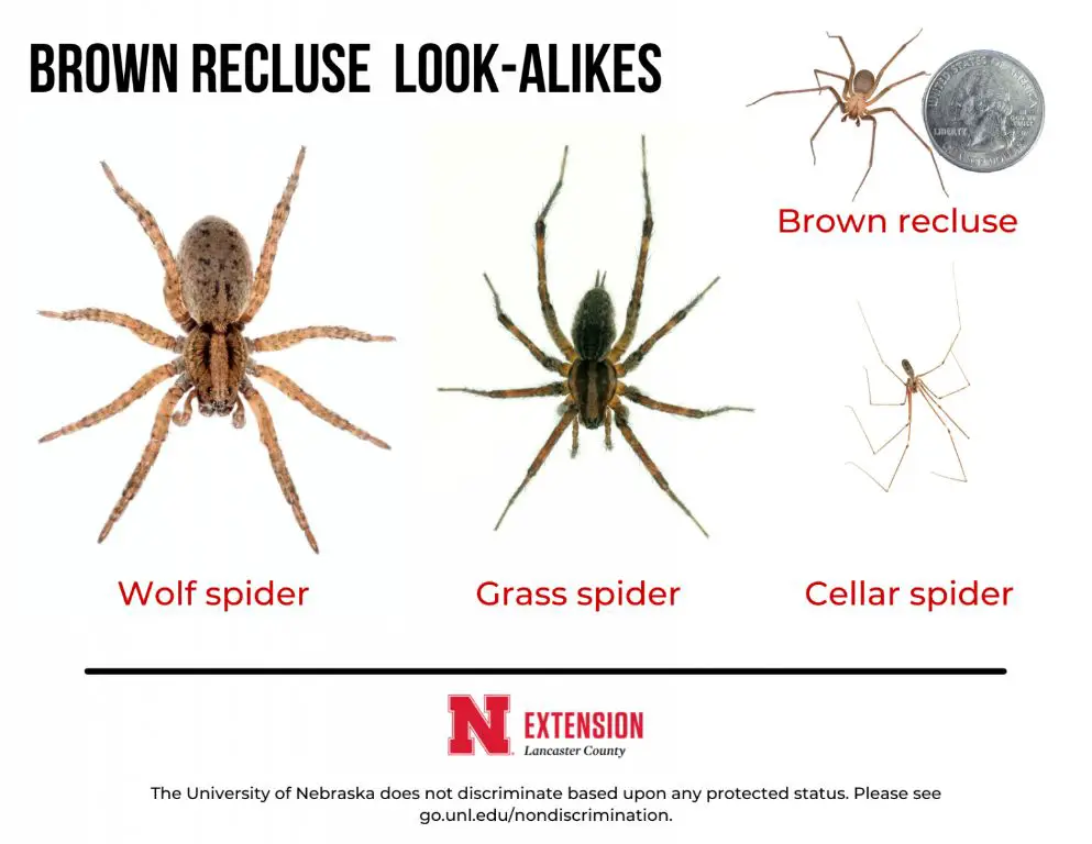 How do I identify a brown recluse spider