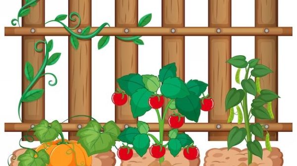 What do you use to fence a vegetable garden?