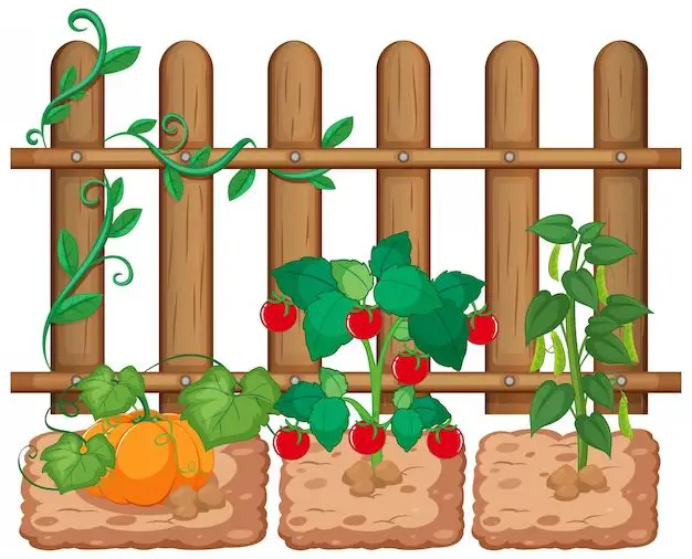 What do you use to fence a vegetable garden