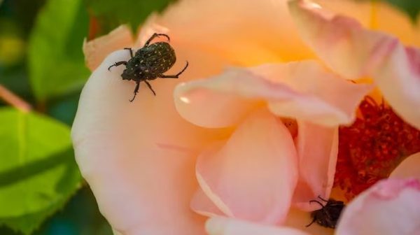 What is the black beetle eating my roses?