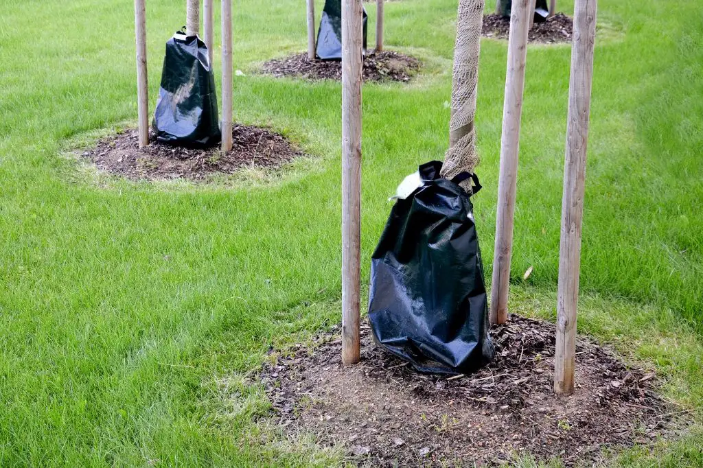 How do I use a tree watering bag