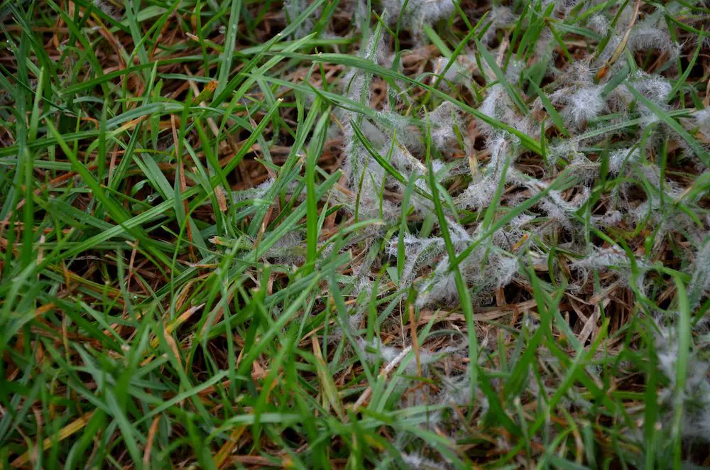 How do you treat snow mold in the lawn