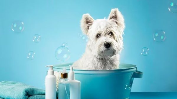 How profitable is a dog wash?