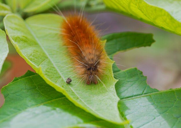 Can woolly worms hurt you