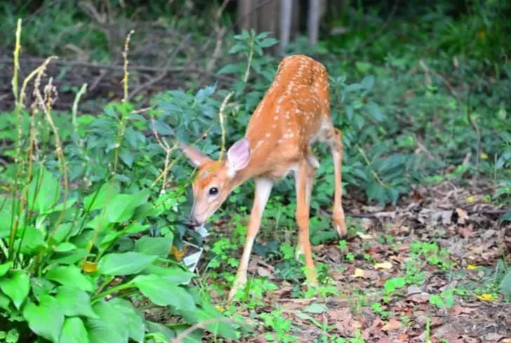 Will hostas grow back after being eaten by deer