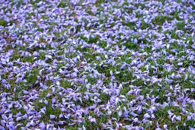 What ground cover has purple flowers in spring