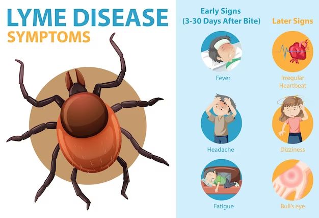 How can you tell if you have dust mites