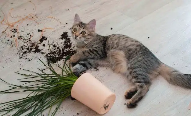 How do you cat proof a potted plant