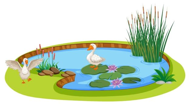 What can I use for an above ground pond