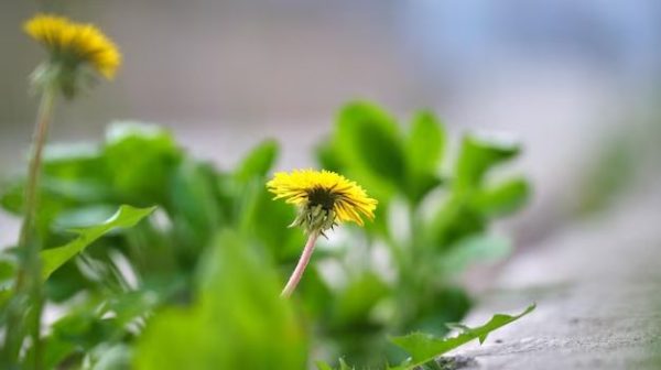 What is the yellow flower weed by roadside?