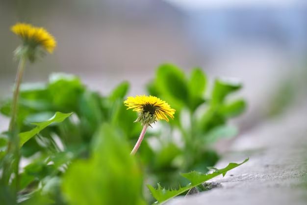 What is the yellow flower weed by roadside