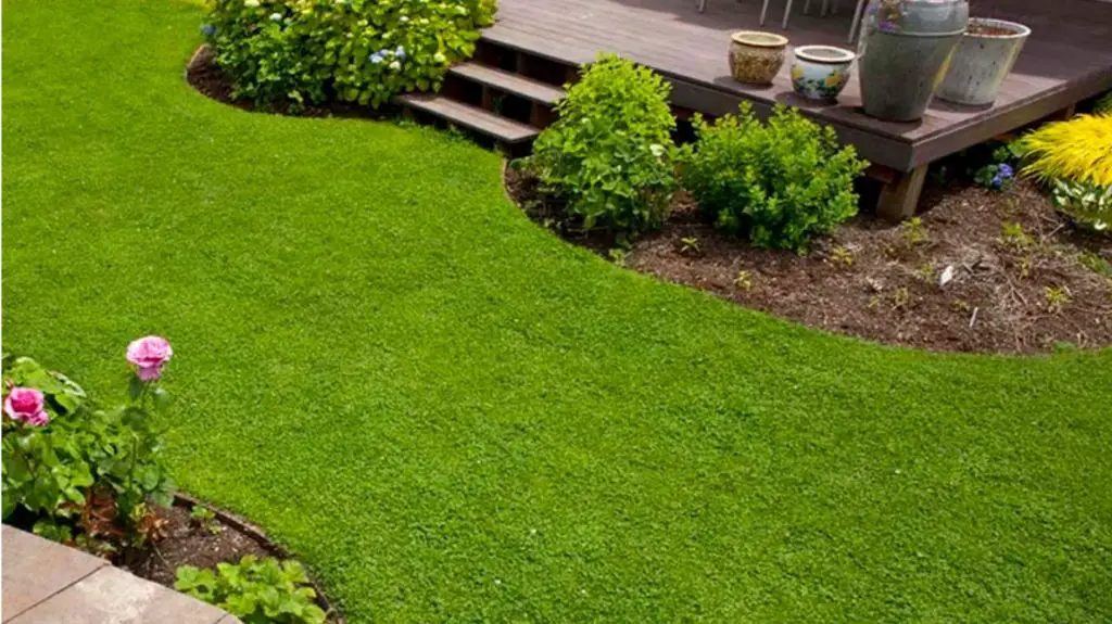 What is the best grass alternative for Zone 9