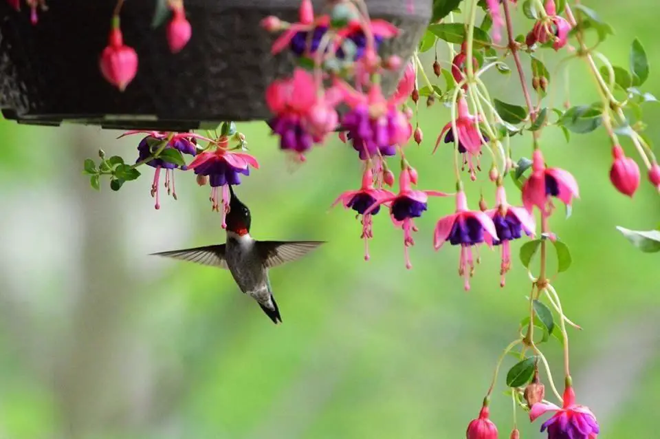 What plants attract hummingbirds in pots