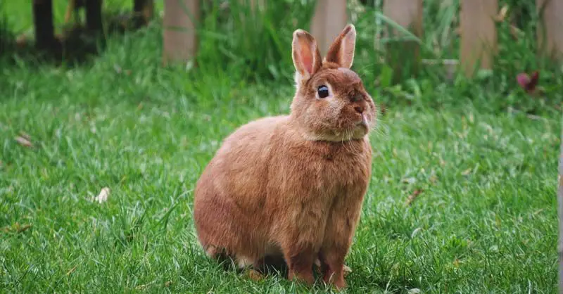 What is the best natural rabbit repellent