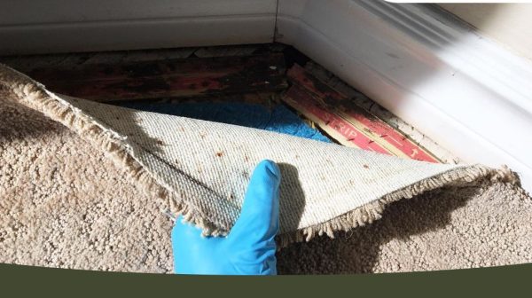 How common is mold under carpet?