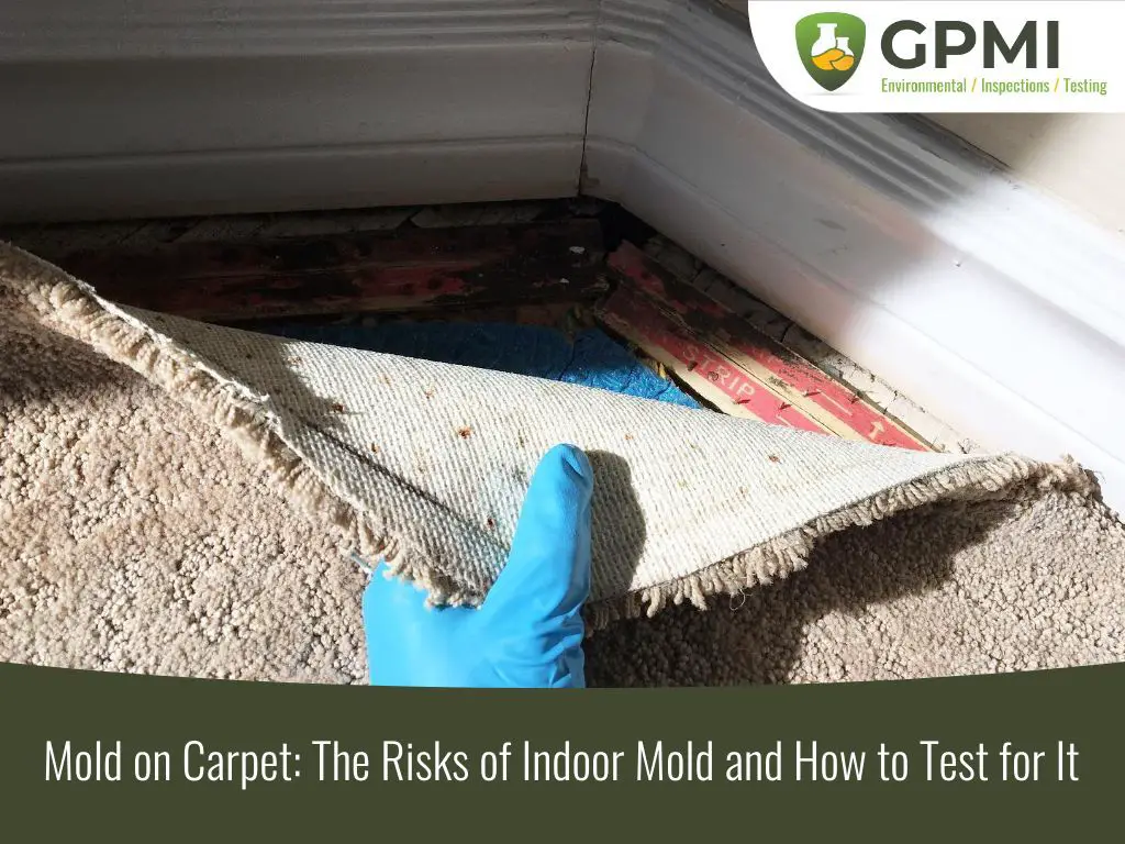 How common is mold under carpet