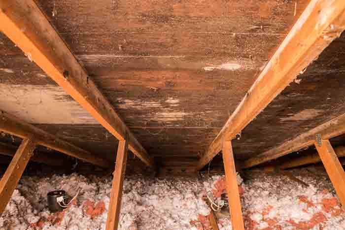 How can I tell if there is mold in my attic