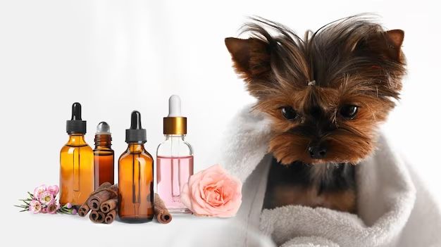 What oil scents are safe for pets