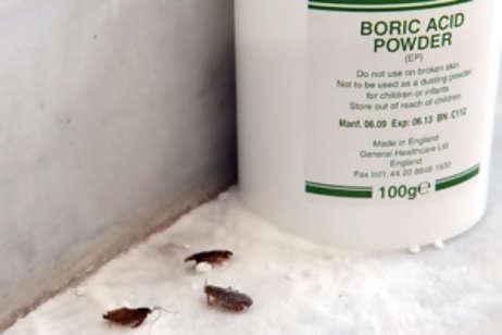 Is boric acid or borax better for roaches