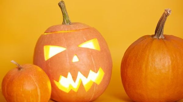 Are jack o lantern pumpkins easy to grow?